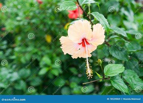 Pink Chinese Rose Shoe Flower Or A Flower Of Red Hibiscus With Green