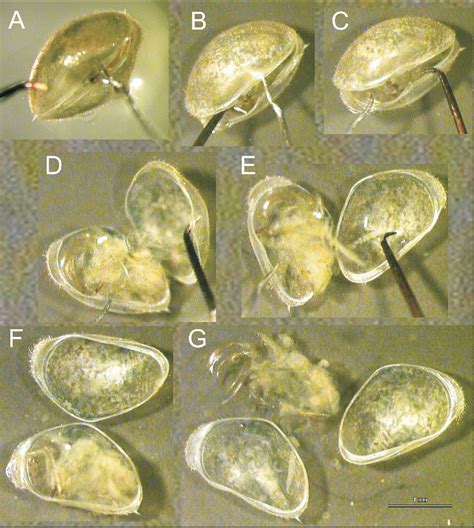 Soft Body Morphology Dissection And Slide Preparation Of Ostracoda A Primer Semantic Scholar