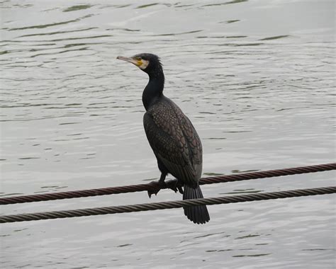 Burung Dandang Ilmu Foto Gratis Di Pixabay Pixabay