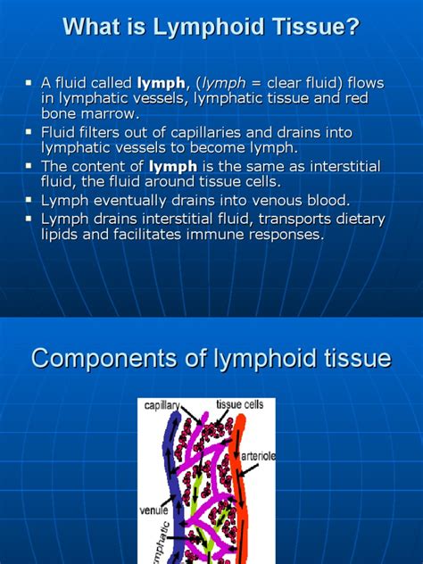 What is Lymphoid Tissue? Primary and Secondary Lymphoid Organs | PDF | Lymphatic System | Lymph Node