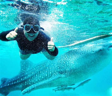 Oslob Cebu Swimming With The Whale Sharks Tripoto