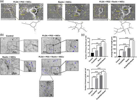 Measuring Neurite Growth In Embryonic Nscs After 14 Days Culture On