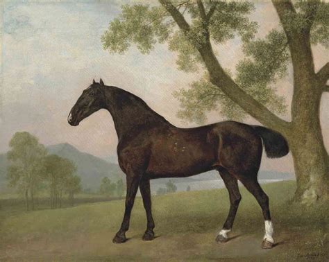 George Stubbs Ara Liverpool 1724 1806 London A Dark Bay Hunter