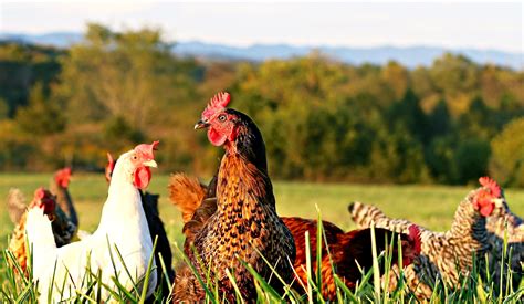 Factory Chickens: What Is Life Like for Chickens in Factory Farms?
