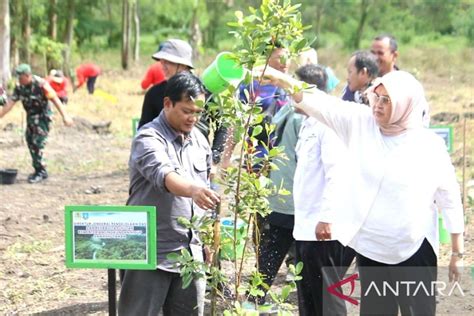 BPDAS Baturusa Cerucuk Tanam 1 000 Bibit Pohon Di Desa Namang ANTARA