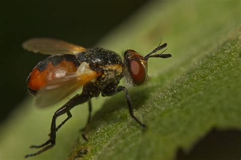 fly insect fauna  photo  pixabay pixabay