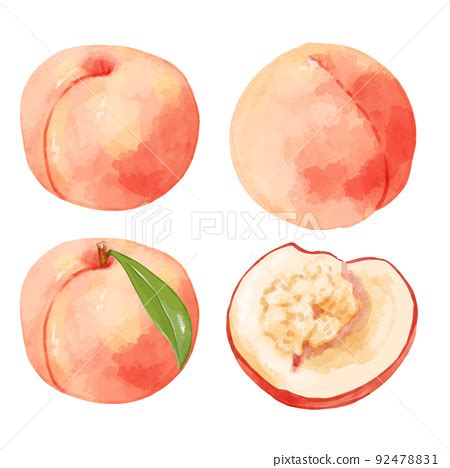 Hand Drawn Watercolor Peach Illustration Set Stock Illustration