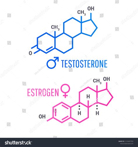 Vektor Stok Sex Hormones Molecular Formula Estrogen Testosterone Tanpa