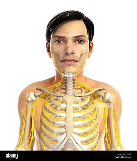 3d Rendered Illustration Of Human Body Anatomy Stock Photo Alamy