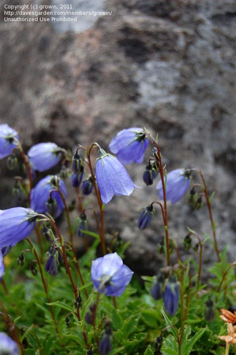 PlantFiles Pictures Campanula Species Earleaf Bellflower Fairy S