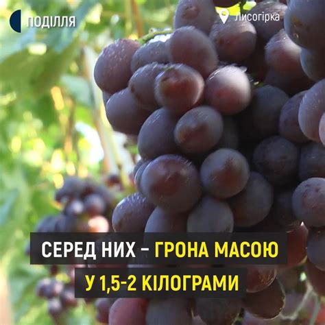 Гігантські грона: фермер на Хмельниччині вирощує понад 200 сортів ...
