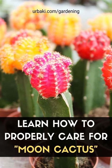 Learn How To Properly Care For Moon Cactus