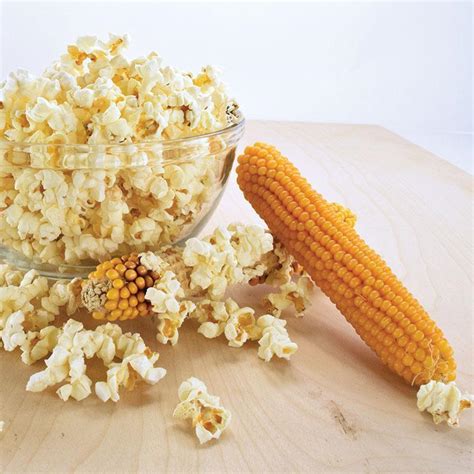 Popcorn Zea Mays Subsp Mays Top Pop In The Corn Database Garden Org