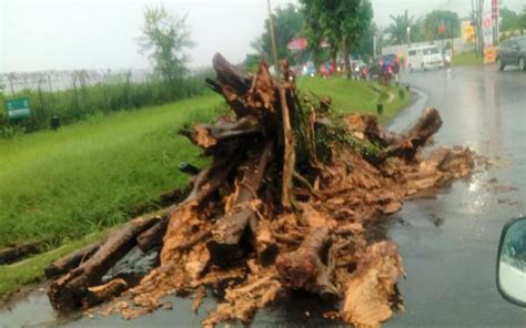 Hujan Disertai Angin Kencang Pohon Beringin Tua Tumbang Di Depan