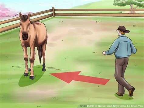 3 Ways To Get A Head Shy Horse To Trust You Wikihow