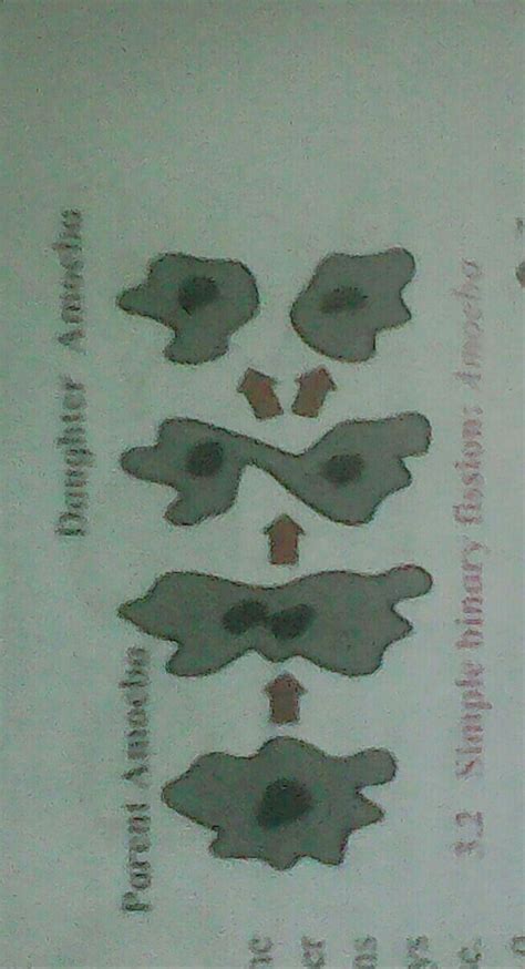 Amoeba Reproduce By Dividing Into Two Cells