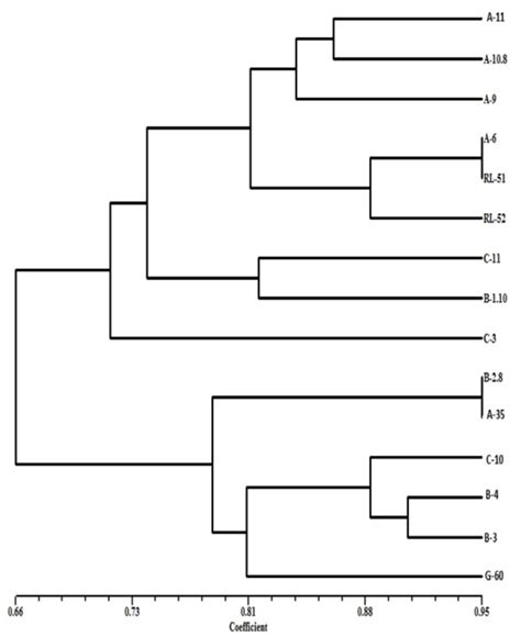 Dendrogram Of Genotypes Of Sunflower Based On Ssrs Amplified Using