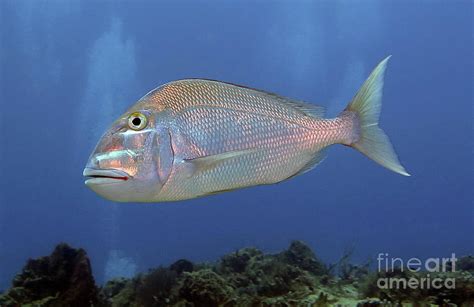 Jolthead Porgy 2 Photograph By Daryl Duda Fine Art America