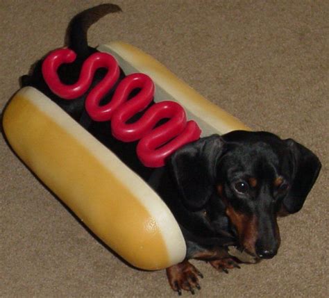 Miniature Dachshund Costume - Wiener Dog Hotdog! | Hot dogs, Dachshund ...