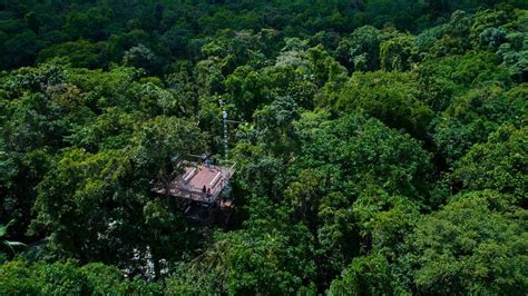 Rainforest Plants| Daintree Rainforest Discovery Centre