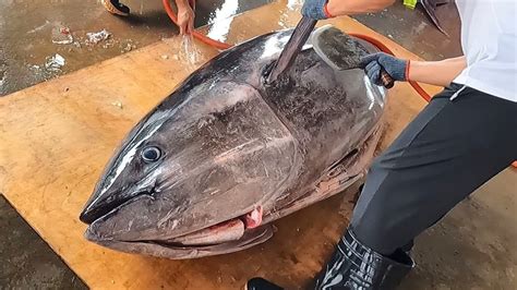 900 Pounds Monster Bluefin Tuna Otoro And Akami Sliced To Perfection