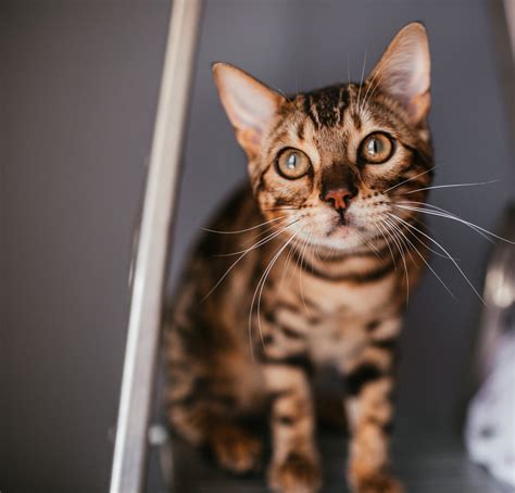 Gatto Bengala Carattere Salute Alimentazione E Curiosit