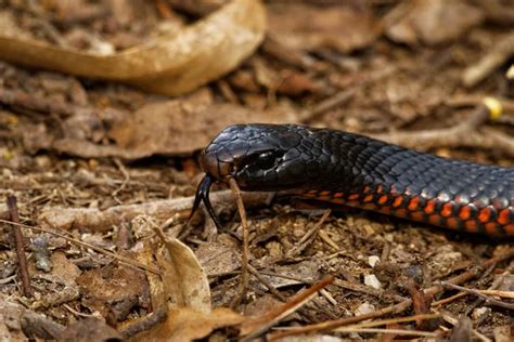 Venomous snake black forest viper . — Stock Photo © AlexanderSidyako ...