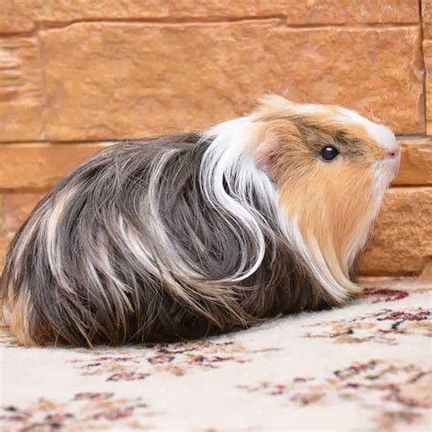 Types Of Guinea Pigs Most Popular Guinea Pig Breeds 2021 List