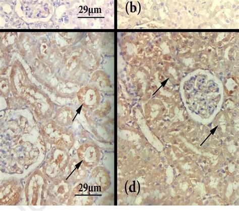 Photomicrographs Obtained From Renal Cortex Of A The Control Rats