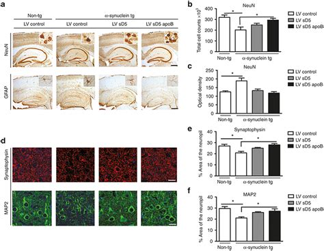 Systemic Delivery Of LV SD5 ApoB Reduces Neuronal And Astroglial