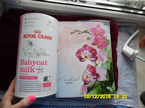 Заменитель кошачьего молока Royal Canin Babycat Milk - «Отличное ...