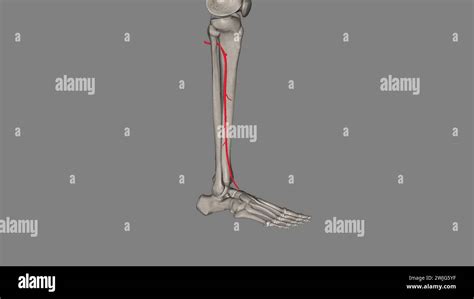 La Arteria Tibial Anterior Es Una Arteria De La Ilustración 3d De La