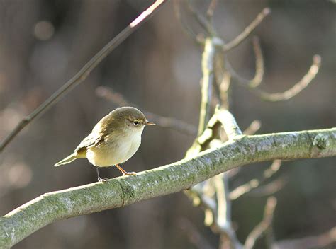 Penny S Hot Birding And Life Sedgeford Titchwell RSPB
