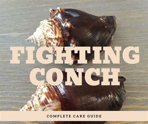 Fighting conch – Artofit