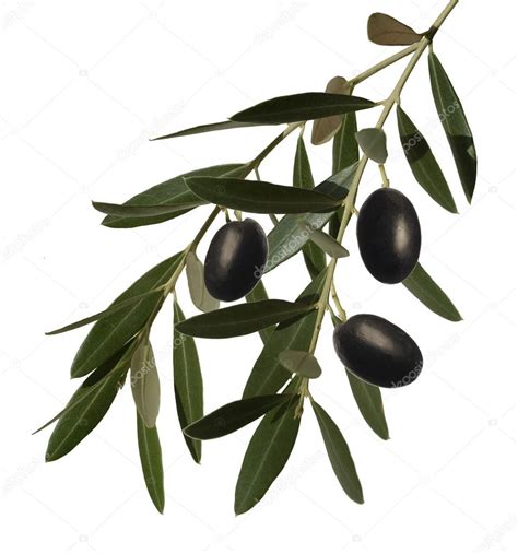 Olive Branch — Stock Photo © Gilas 15875017