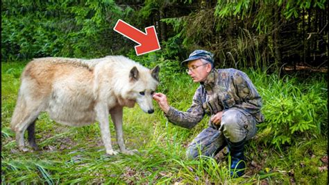 The Pregnant Wolf Came To The Rangers House In Tears Her Pups Were In