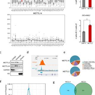 METTL3 Is Overexpressed In Human AML And It Is Recruited On