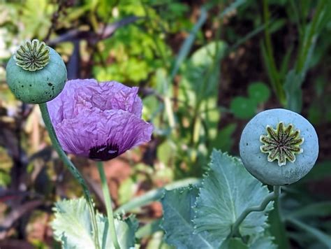 Growing Poppies from Seed | The Big Little Garden | Nashua, NH