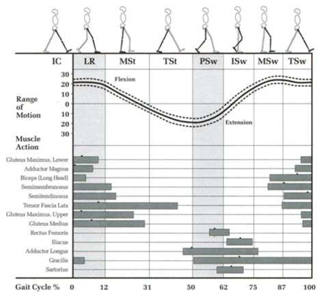 Gait Ii Muscle Activity During Gait Wk Flashcards Quizlet