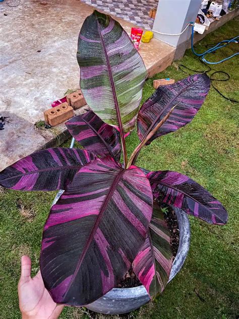 Musa Nono Pink Variegated Banana Tropics Home