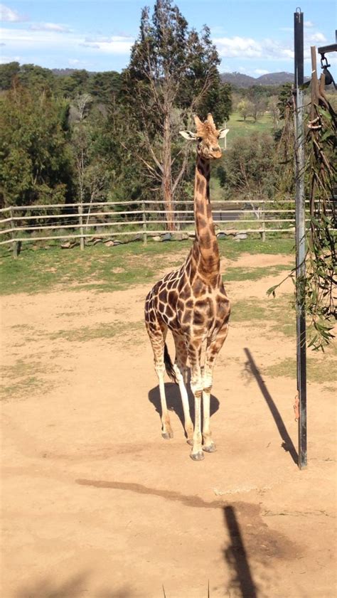 Giraffe at Canberra Zoo