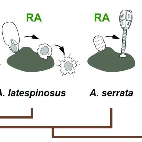 The function of RA signaling in life cycle transition of echinoderms ... 