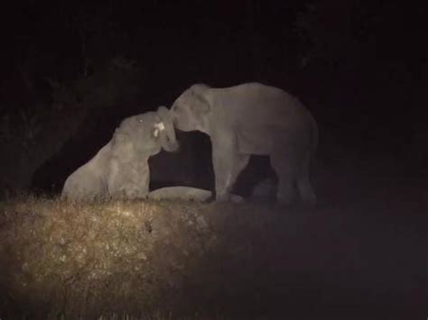 Video Of Fight Between Two Elephants In Korba Goes Viral कोरबा में दो