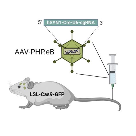 CRISPR Mediated Rapid Generation Of Neural Cell Specific Knockout Mice