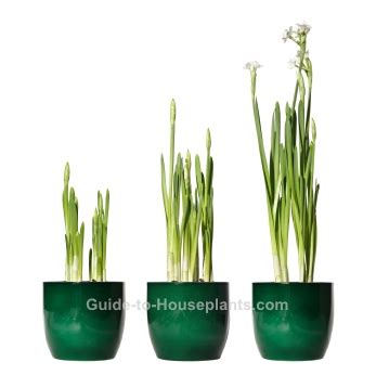 Paperwhite Narcissus - Forcing Paperwhites Indoors and Care Tips