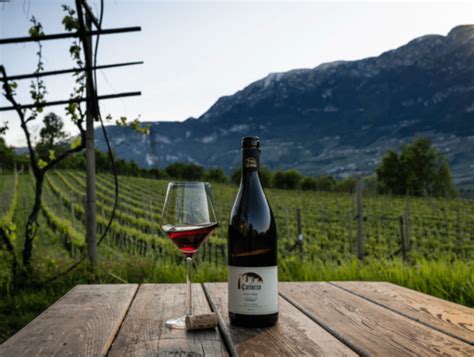 Vini Alto Adige Carlotto Degustazione TANNINA