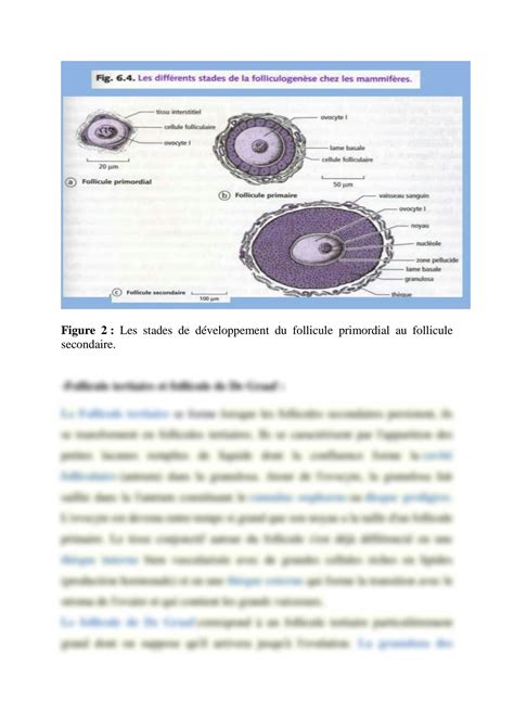 SOLUTION Chapitre D Veloppement Embryonnaire Des Mammif Res 2023