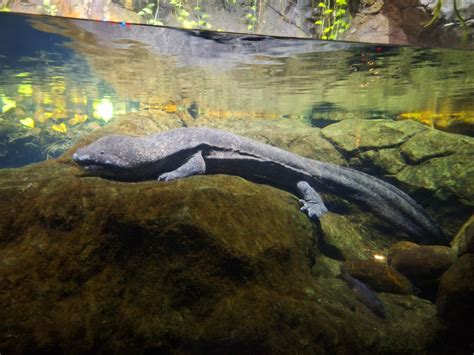 Chinese giant salamander - ZooChat