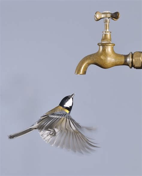 478 Bird Drinking Water Tap Royalty-Free Images, Stock Photos ...