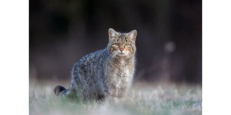 Faune Et Flore De Nos R Gions Chat Forestier Le Cousin Sauvage Du